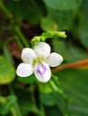 Asystasia (Asystasia gangetica) wild flower in the forest.