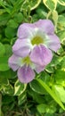 Asystasia, flower, garden, nature, blooming, blosom
