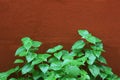 Asystasia gangetica bush on orange brick wall