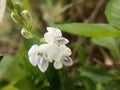 Asystasia Gangetica or chinese violet