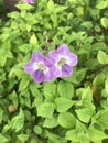 Asystasia gangetica or Chinese violet or Creeping foxglove flower.