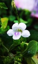 Asystasia gangetica flower