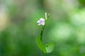 Asystasia gangetica flower plant nature closeup,Thailand