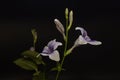 Asystasia gangetica flower plant nature closeup. Royalty Free Stock Photo