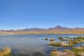 Atacama desert laguna salar panorama Andes chile south america Royalty Free Stock Photo