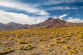 Atacama Desert vegetation and mountains Royalty Free Stock Photo