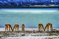 Atacama Salt Flats Wild Guanacos Torres del Paine National Park Chile