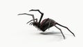 Atacking black spider. suitable for horror, halloween, arachnid and insect themes.