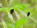 Atala Butterfly (Eumaeus atala) Royalty Free Stock Photo