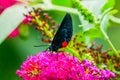 The Atala Butterfly Pink Flowers Drinking Nectar Royalty Free Stock Photo