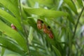 Atala Butterfly aka Coontie Hairstreak Chrysalis Detail