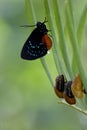 Atala Butterfly aka Coontie Hairstreak Butterfly with Chrysalides