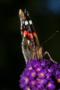Atalanta butterfly on Summer lilac, front view Royalty Free Stock Photo