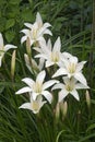 Atamasco Lily flowers Royalty Free Stock Photo