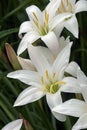 Atamasco Lily flowers Royalty Free Stock Photo