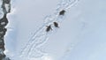 Atarctica gentoo penguin rest snow aerial view