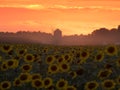 Atardecer entre un campo de girasoles Royalty Free Stock Photo