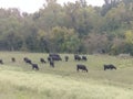 Cows at the Atchafalaya