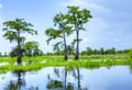 Atchafalaya Royalty Free Stock Photo