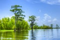 Atchafalaya Royalty Free Stock Photo