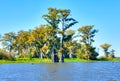 Atchafalaya Royalty Free Stock Photo