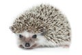 Atelerix albiventris, African pygmy hedgehog. Royalty Free Stock Photo