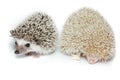 Atelerix albiventris, African pygmy hedgehog. Royalty Free Stock Photo