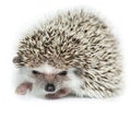 Atelerix albiventris, African pygmy hedgehog. Royalty Free Stock Photo