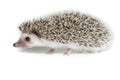 Atelerix albiventris, African pygmy hedgehog. Royalty Free Stock Photo