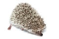 Atelerix albiventris, African pygmy hedgehog. Royalty Free Stock Photo