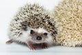 Atelerix albiventris, African pygmy hedgehog. Royalty Free Stock Photo