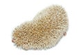 Atelerix albiventris, African pygmy hedgehog. Royalty Free Stock Photo