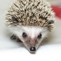 Atelerix albiventris, African pygmy hedgehog. Royalty Free Stock Photo