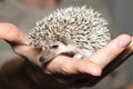 Atelerix albiventris, African pygmy hedgehog. Royalty Free Stock Photo