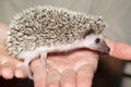 Atelerix albiventris, African pygmy hedgehog. Royalty Free Stock Photo