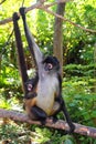 Ateles Geoffroyi Spider Monkey Central America
