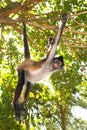 Ateles geoffroyi Spider Monkey Central America Royalty Free Stock Photo