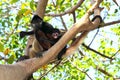 Ateles geoffroyi Spider Monkey Central America Royalty Free Stock Photo