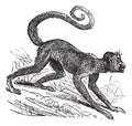 Ateles paniscus or Red-faced spider monkey. Vintage engraving