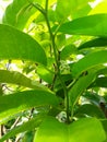 Atemoya Sugar Apple, Ornamental plants can be planted in the yard, the name is anona fruit or other people call it benunu. Royalty Free Stock Photo