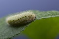 ÃÂ¡aterpillar creeps on big green leaf Eating