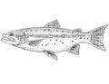 Athabasca rainbow trout or Oncorhynchus mykiss Freshwater Fish Cartoon Drawing Royalty Free Stock Photo