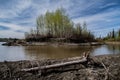 Athabasca river bank Royalty Free Stock Photo