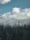 The Athabasca river flows by the Canadian rocky mountains in Alberta, Canada Royalty Free Stock Photo