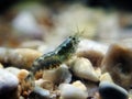 Hooded shrimp - Athanas nitescens, Rare image of the smallest marine discovered shrimp