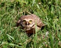 Athene cunicularia brave in the nest Royalty Free Stock Photo