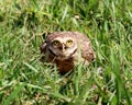 Athene cunicularia looking Royalty Free Stock Photo