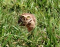 Athene cunicularia near the nest Royalty Free Stock Photo