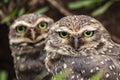 Close Up Owls looking at the camera - Athene cunicularia