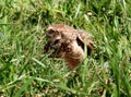 Athene cunicularia profile in grass Royalty Free Stock Photo